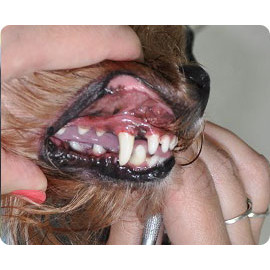 Чистка зубов собакам
